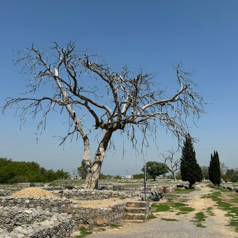 Sirkap Remains Taxila